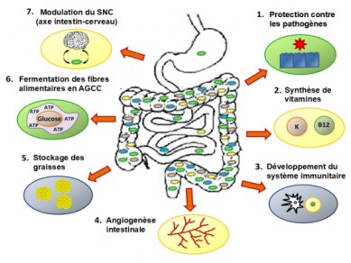 Microbiote